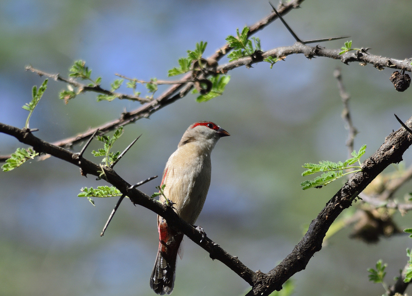 image Crimson-rumped Waxbill